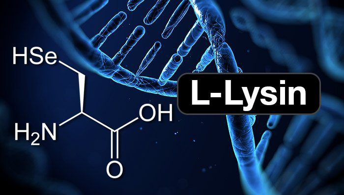 L-Lysin - Die essentielle Aminosäure, ein Blog mit allem Wissenswerten. Anwendung, Einnahme, Anwendung, Nebenwirkungen