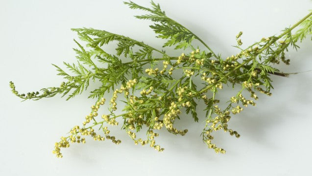 Hochwertige Artemisia annua Produkte kaufen! Artemisinin 