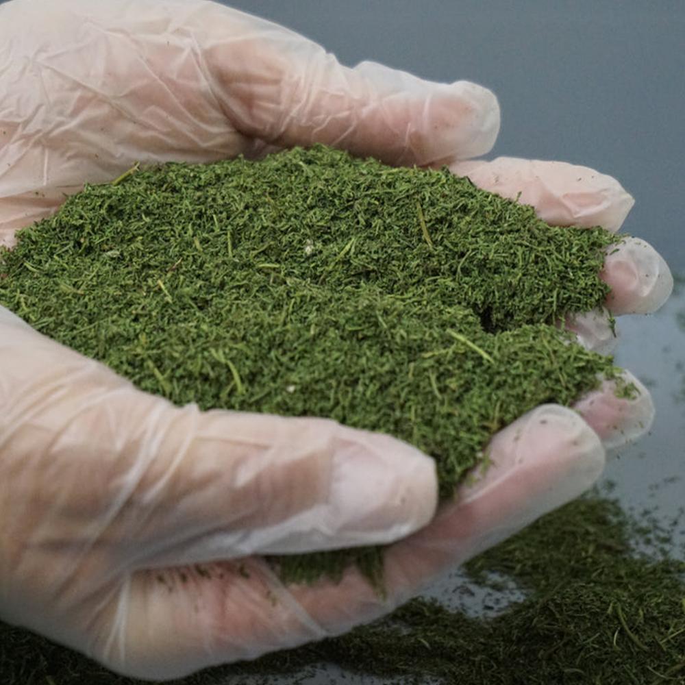 bester Artemisia Tee ohne Stängel, grüne Blätter, aus bio Anbau 