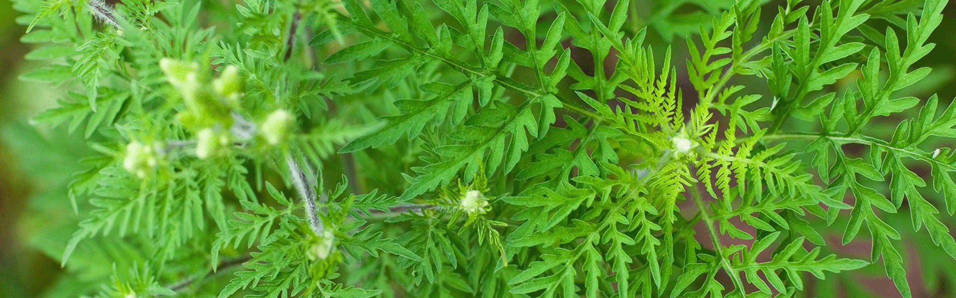 Der Einjährigen Beifuß auch gennant artemisia annua, die richtige Einnahme Anwendung und Wirkung der Pflanze
