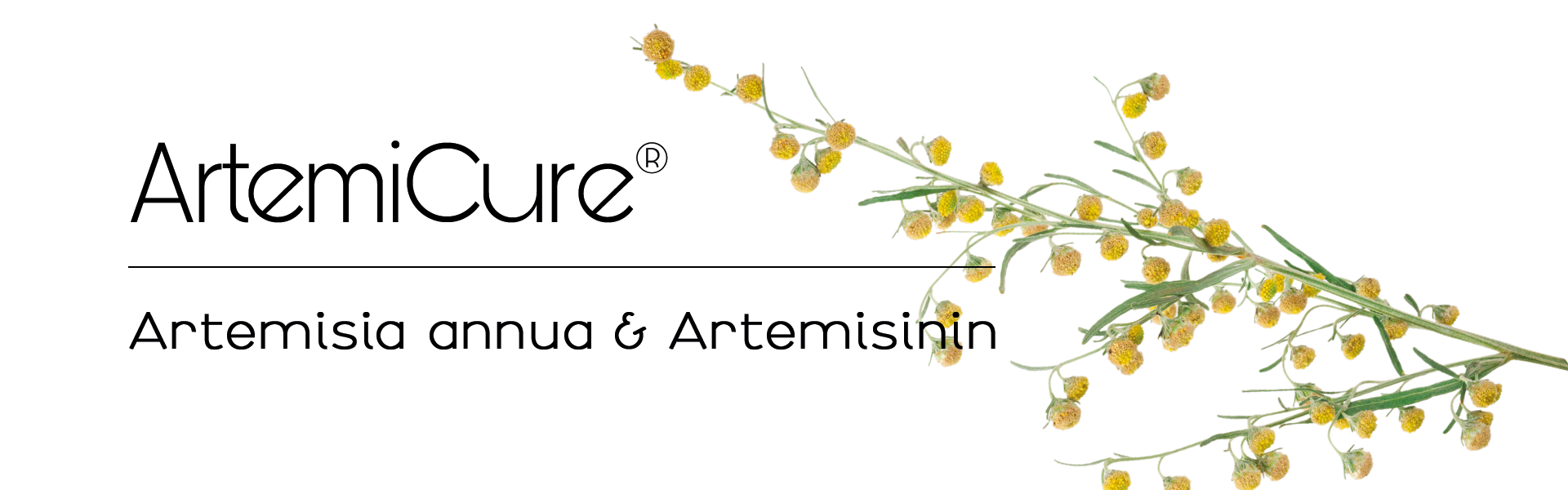 Artemisia annua, Lesen Sie weiter, und erfahren Sie mehr über Anwendung, Herstellung, Herkunft und krankheiten